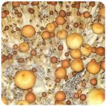 Псилоцибиновые (галлюциногенные)  грибы Psilocybin "Golden Teacher" в Цоци-Юрте