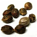 Семена марихуаны АК-47  (Seeds AK-47) в Цоци-Юрте